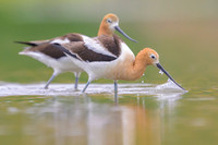 American avocet