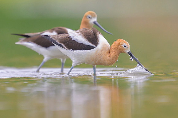 American avocet