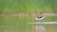 American avocet