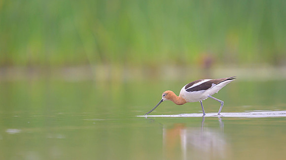 American avocet