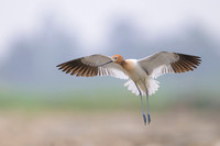 American avocet