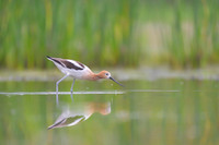American avocet