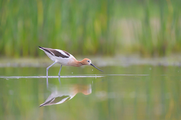 American avocet
