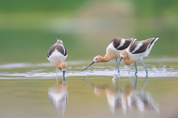 American avocet
