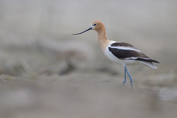 American avocet