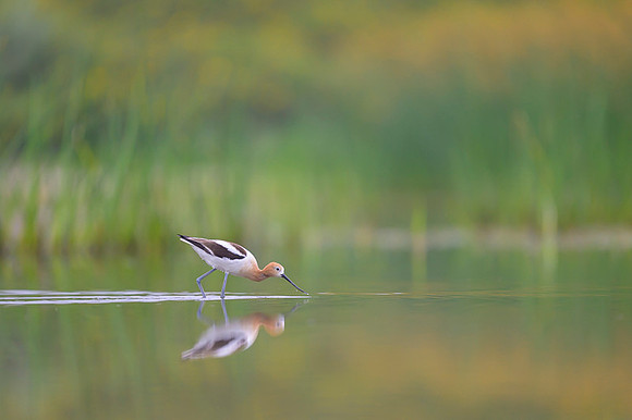 American avocet