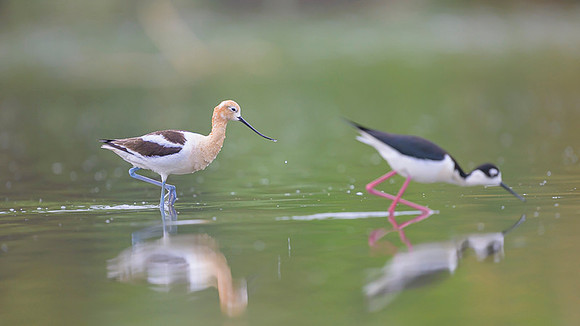 American avocet