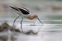 American avocet