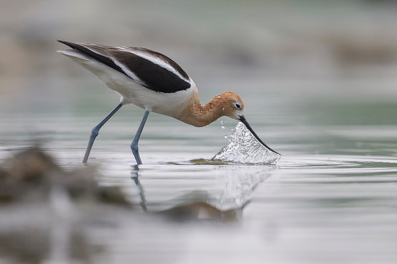 American avocet