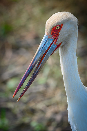 Maguari Stork