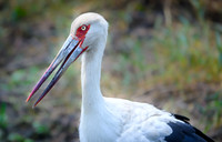 Maguari Stork