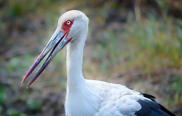 Maguari Stork