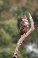 Crested Hawk Eagle