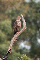 Crested Hawk Eagle