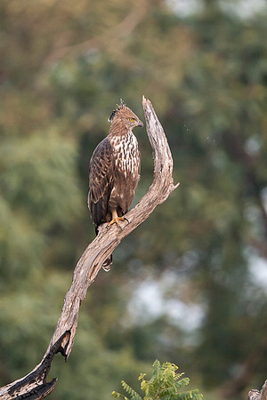 Crested Hawk Eagle