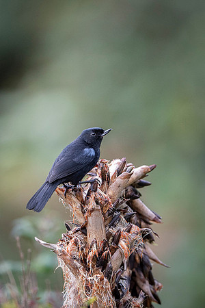 Black Flowepiercer