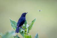 Black Flowepiercer