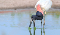 Jabiru Stork