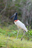 Jabiru Stork