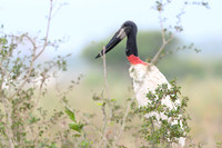 Jabiru Stork