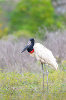 Jabiru Stork
