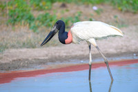 Jabiru Stork