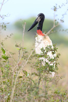 Jabiru Stork