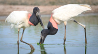 Jabiru Stork