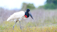Jabiru Stork