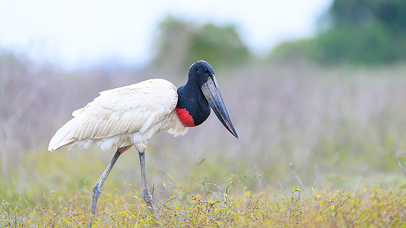 Jabiru Stork