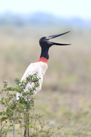 Jabiru Stork