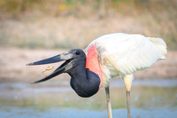 Jabiru Stork
