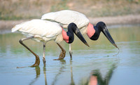Jabiru Stork