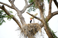 Jabiru Stork