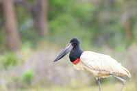 Jabiru Stork