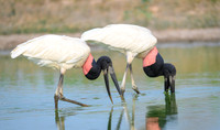 Jabiru Stork