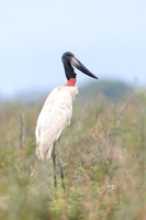 Jabiru Stork