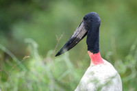 Jabiru Stork