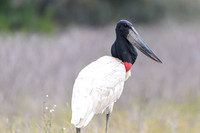 Jabiru Stork