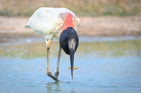 Jabiru Stork