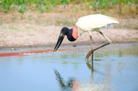 Jabiru Stork