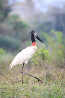 Jabiru Stork