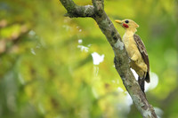 Cream-colored Woodpecker