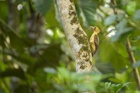 Cream-colored Woodpecker
