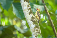 Cream-colored Woodpecker