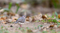 Palid Dove