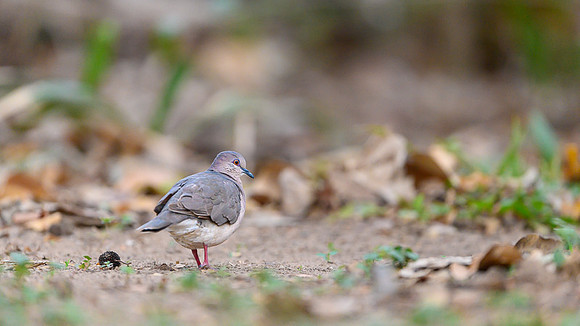 Palid Dove