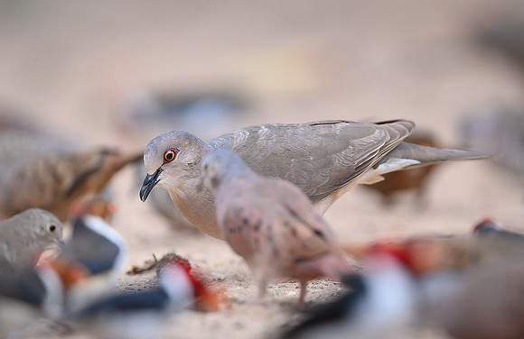 Palid Dove