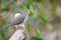 Palid Dove