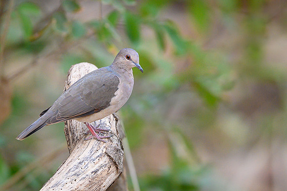 Palid Dove